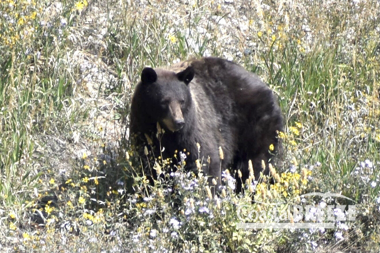 Stepping Stones Dolphins_1. A huge black bear crosses on open field near the Grand Tetons..JPG